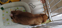 licheers猫狗窝四季小型犬宠物猫咪睡垫夏季舒适泰迪中大型犬狗垫子 S号 实拍图