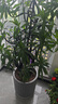营养土养花种菜土壤有机兰花多肉植物盆栽种植椰砖土通用型 有机营养土120斤-园艺师专研配方 实拍图