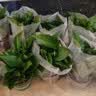 行湘水培白掌绿植盆栽花卉桌面 白掌+菱形白色塑料吸水盆 源头直发 实拍图