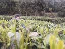 纽霸 车载充电器120W超级快充点烟器一拖四转换器适用苹果华为小米 顶配款丨星空顶氛围灯【120W超级快充】 一拖4口丨自带伸缩线 实拍图