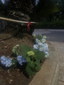 绣球花苗无尽夏带花苞四季开花绣球花盆栽庭院好养花卉植物室内花 无尽夏【大花绣球-无尽星河】 中苗【当年开花】原盆宽15cm高30cm冠25cm 实拍图