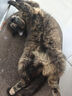 【京东物流】猫抓板磨爪猫窝一体耐磨不掉屑超大号猫玩具猫咪用品 椭圆大号+猫薄荷 实拍图