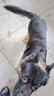 麦德氏IN犬复合维生素双层片约120片狗狗维生素营养保健品泰迪金毛 实拍图