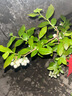 豪庭（HAOTING）称重电子秤商用高精度厨房秤食品秤千克秤超市菜场水果蔬菜30kg公斤计价秤台秤 【八仓速发】液晶不锈钢凹盘 实拍图