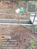东北耐寒鸡心果苗南北方四季种植鸡心果树苗盆栽地栽矮化苹果苗 4年苗 当年结果少量 70cm(含)-79cm(含) 实拍图