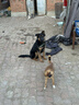 好主人狗粮 全犬种通用幼犬粮2.5kg泰迪金毛拉布拉多比熊天然粮5斤/20斤 全犬种幼犬粮5斤 实拍图