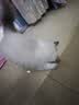 HELLOJOY猫玩具天然兔毛球猫薄荷丰容玩具小猫逗猫棒猫咪玩具自嗨解闷神器 实拍图