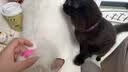 跳蚤圈猫圈狗圈除跳蚤项圈防虱子猫咪狗狗除蚤项圈宠物体外驱虫圈 进口品质-除蚤专用（猫圈） 宠物防虫跳蚤【2个装】 实拍图