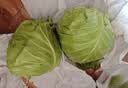 山东寿光新鲜青甘蓝卷心菜新鲜包菜青绿卷心菜手撕包菜爆炒 寿光甘蓝3斤（净重2.7斤） 实拍图