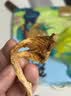 半亩川易惠一煲菌汤420g菌菇礼盒羊肚菌红枣竹荪松茸汤料包 实拍图