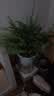 行湘水培绿植盆栽桌面花卉盆景 金边吊兰+波斯蕨（早安盆）源头直发 实拍图
