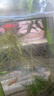 广东黑壳虾活体除藻鱼套餐除藻虾清洁虾观赏虾草虾鱼缸活体免包邮 黑壳虾包活30只+送20只备损共50 实拍图