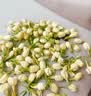 优卓胖东来同款茉莉花干花2026特一级新茶横县特级浓香型花茶理气安神 【特优级茉莉花】当季新货 100g*2罐 舒缓情绪辅助提神醒脑 实拍图