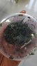 沃绣 蚕宝宝当天发货 活蚕宝宝蚕卵小蚕彩色蚕新鲜桑叶学生养蚕套装 1龄蚕宝宝50条+小盒+桑叶 实拍图