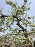 京东京造【超值3罐装】夏威夷果+开心果+紫皮腰果 实拍图
