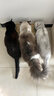 美士猫粮全护营养系列全价成猫猫粮三文鱼配方5kg 实拍图