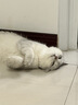 怡亲全价猫粮15斤成猫幼猫深海鱼肉室内猫营养通用理想蛋白呵护肠胃 【家庭量贩装】成猫-鸡肉鳕鱼味5kg*1包 实拍图