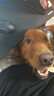 力狼狗粮 全价成犬粮 博美泰迪金毛阿拉斯加边牧大中小犬型粮 【鲜肉升级3.0-护胃健骨】鲜鸭肉梨4斤 实拍图