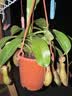 花翁猪笼草盆栽捕蝇草食虫草植物驱蚊虫绿植（6-8个笼子）源头直发 实拍图