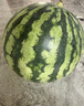 京鲜生 无籽麒麟西瓜 1粒装 净重5-7斤 生鲜水果 实拍图