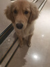 好主人狗粮 全犬种通用幼犬粮2.5kg泰迪金毛拉布拉多比熊天然粮5斤/20斤 全犬种幼犬粮10斤 实拍图