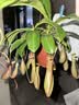 花翁猪笼草盆栽捕蝇草食虫草植物驱蚊虫绿植（6-8个笼子）源头直发 实拍图