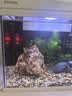森森（SUNSUN）鱼缸加热棒自动恒温数显石英加温棒防爆水族箱加温器加热器 【升级离水断电】50W数显石英加热棒 实拍图