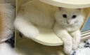 欢宠网猫玩具猫咪猫隧道彩虹钻洞袋子迷宫通道逗猫自嗨神器解闷猫猫小猫 实拍图