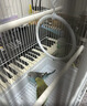 万宠汇 鸟活体虎皮鹦鹉笼养牡丹玄风活鸟学说话手养小太阳鹦鹉宠物鹦鹉 蓝色虎皮+绿色虎皮（一公一母） 实拍图