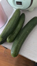 京鲜生山东精品嫩水果黄瓜 净1.6斤单果70g左右 水嫩精选幼瓜 源头直发 实拍图