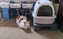 力狼猫罐头补水汤罐猫咪汤包幼猫成猫零食宠物食品猫湿粮 【1罐尝鲜】金枪鱼味补水汤罐85g 实拍图
