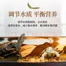 龟真寿龙眼木 特大号  乌龟晒台爬台休息台养龟龟缸造景龙眼树桩 实拍图