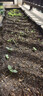 德沃多50L植物营养土蔬菜瓜果土种菜有机土壤泥炭土绿植盆栽种植土椰糠 实拍图