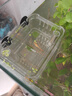 汉洋隔离盒鱼缸小鱼苗繁殖盒孔雀鱼斗鱼幼鱼生产房分养用孵化盒中号 实拍图