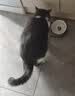 Diamond Care钻石护理低脂绝育减肥控体健美鲜肉成猫粮2.72kg 效期27年10月 实拍图