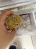 悦味纪 大黄米窝头1.2kg 12个 0脂粗粮杂粮粘豆包早餐半成品速食 实拍图