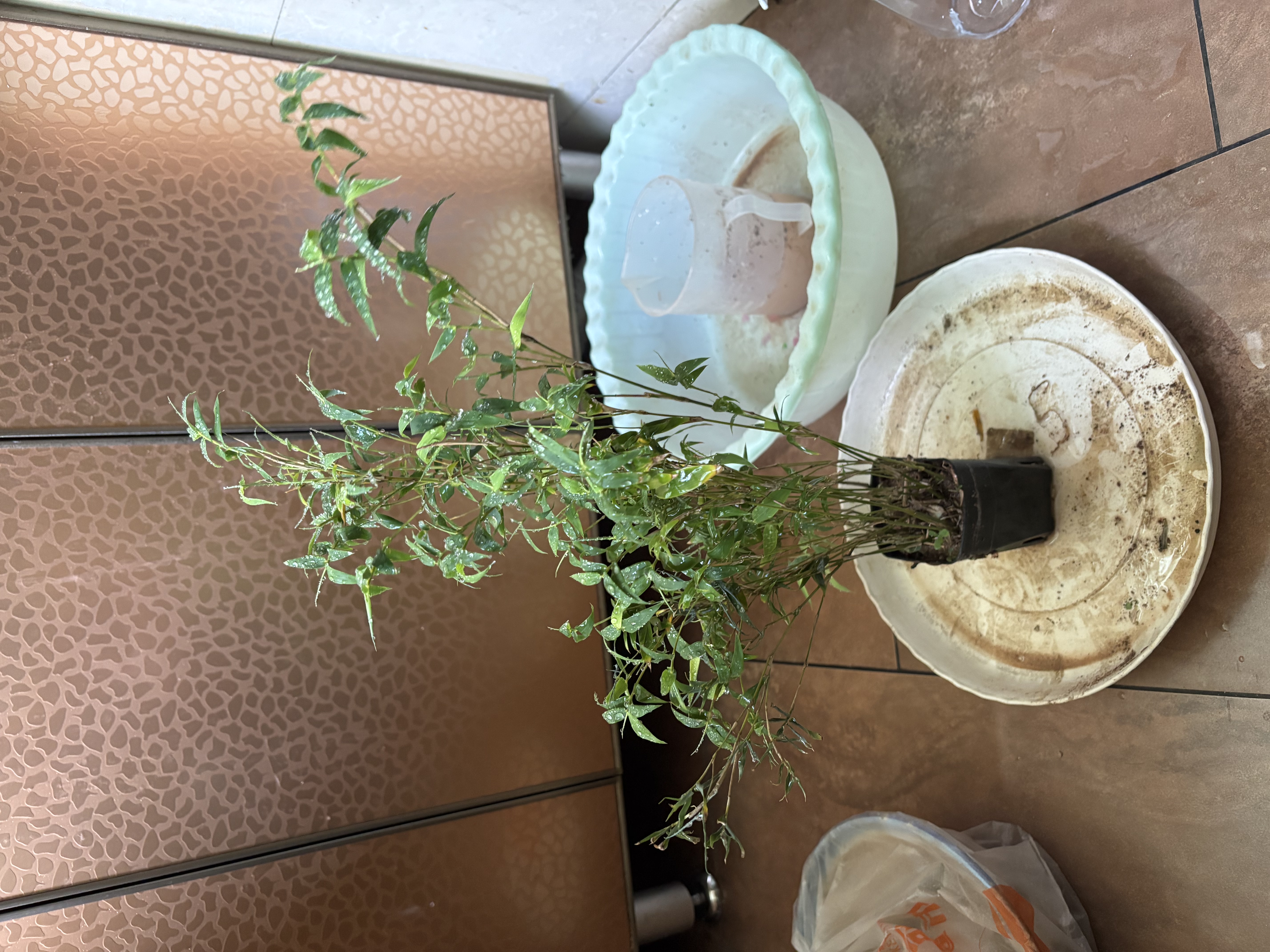 水培植物富贵竹天堂鸟白掌鸭脚木室内米竹子绿植花卉办公桌面好养 20颗米竹35-45cm+营养液【不含盆】 无规格 实拍图