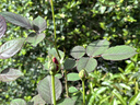 泉林本色有芯卷纸 3层140克*27卷高克重卫生纸卷筒纸巾整箱销售批发实惠装 实拍图
