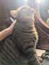 美士猫粮全护营养系列全价成猫猫粮三文鱼配方5kg 实拍图