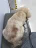 皇家狗粮绝育成犬狗粮犬粮宠物小型犬MSA30全价犬粮≥10月7KG 实拍图