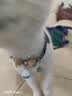 欢宠网猫项圈猫咪铃铛狗狗宠物驱虫除蚤圈除防跳蚤虱子颈脖圈用品 蓝色 实拍图