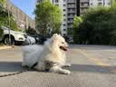 甜浪海狗绳牵引绳中小型犬遛狗胸背带项圈猫咪牵引绳宠物用品S码 实拍图