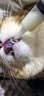 新宠之康宠物精细喂养奶瓶套装新生猫咪狗狗奶瓶奶嘴刷子漏斗量杯组合装 实拍图