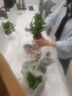 【绿萝盆栽】吸甲醛净化空气水培绿植物懒人花卉好养搬家礼物全 【畅销5盆】绿萝+轻奢灰色繁星吸水盆 整体含盆高度20-25cm 实拍图