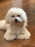 疯狂小狗狗粮金毛泰迪中大小型犬幼犬成犬鸡肉蓝莓味20kg通用粮40斤囤货装 实拍图