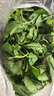 沃绣 【当天发货】新鲜桑叶 现摘大小蚕嫩桑叶新鲜大桑叶养蚕宝宝食物 新鲜桑叶500g【推荐购买】 实拍图