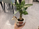 马上发财树小盆栽办公室内桌面绿植招财树植物马年伴手礼小马摆件 胖胖发财树+小马陶瓷盆【送吊牌+铺面石】 实拍图