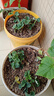 滨淇草莓苗奶油草莓四季草莓苗当年结果草莓苗带原土5棵源头直发 实拍图