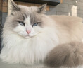 萌嘟星宠 宠物美容剪刀猫咪狗狗修毛理发用品不锈钢梳子弯剪直剪牙剪套装 实拍图