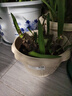 爱丽思（IRIS）花盆花瓶树脂复古浮雕波纹圆形多肉塑料阳台种植批发花盆 8号浅米色(口径24cm) 1个花盆 实拍图